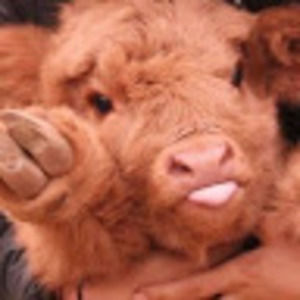 Meet your Posher, Hailey